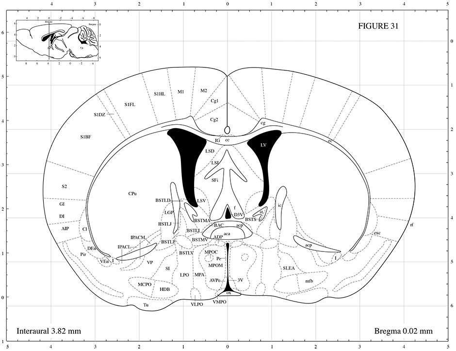 Mouse Brain Atlas