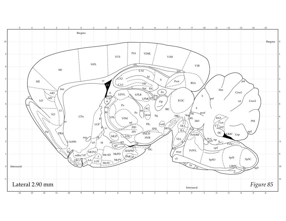 Rat Brain Atlas