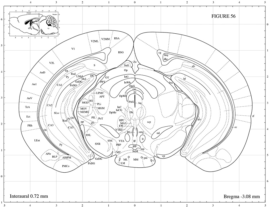 vestir Polinizar Fascinante mouse brain anatomy atlas Apoyarse ...