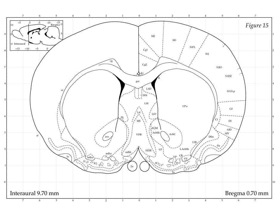 Rat Brain Atlas