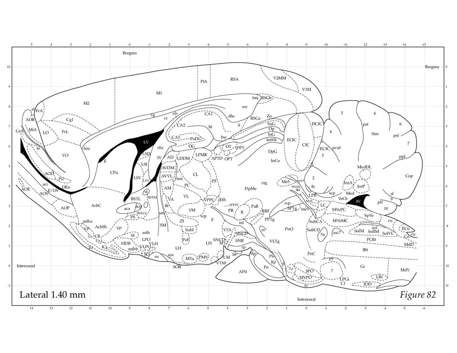 Rat Brain Map